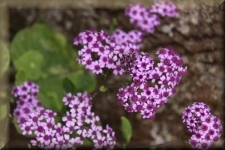 Bloemen
